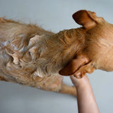 Nourishing Dog Shampoo